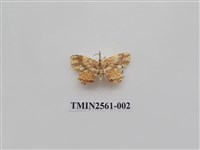 藏品(尺蛾59)的圖片